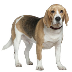 Beagle