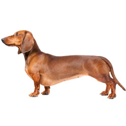 Dachshund