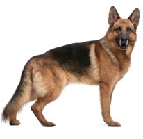 German Shepherd