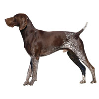 German Shorthaired Pointer