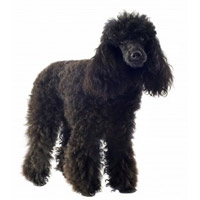 Poodle
